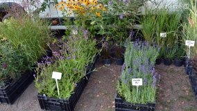 Bogate w atrakcje Dożynki Gminy Mieleszyn! - zdjęcie 80