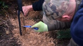 Lasy Nowaszyckie wielkim polem śmierci? - zdjęcie 62