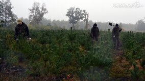 Lasy Nowaszyckie wielkim polem śmierci? - zdjęcie 50