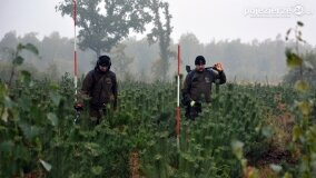 Lasy Nowaszyckie wielkim polem śmierci? - zdjęcie 33