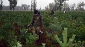 Lasy Nowaszyckie wielkim polem śmierci? - zdjęcie 27