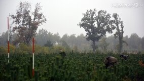 Lasy Nowaszyckie wielkim polem śmierci? - zdjęcie 25