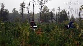 Lasy Nowaszyckie wielkim polem śmierci? - zdjęcie 24