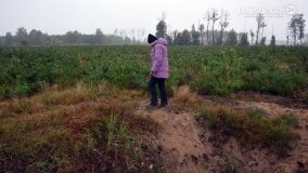 Lasy Nowaszyckie wielkim polem śmierci? - zdjęcie 19