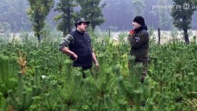 Lasy Nowaszyckie wielkim polem śmierci? - zdjęcie 14