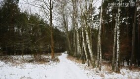 Zimową porą las tętni życiem... - zdjęcie 46