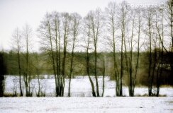 Zimową porą las tętni życiem... - zdjęcie 45
