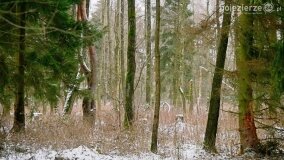Zimową porą las tętni życiem... - zdjęcie 44