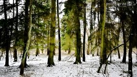 Zimową porą las tętni życiem... - zdjęcie 43
