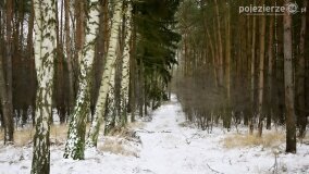 Zimową porą las tętni życiem... - zdjęcie 42