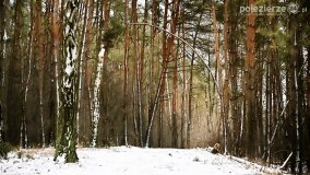 Zimową porą las tętni życiem... - zdjęcie 41