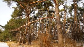 Zimową porą las tętni życiem... - zdjęcie 40