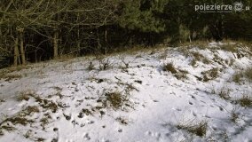 Zimową porą las tętni życiem... - zdjęcie 36