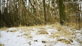 Zimową porą las tętni życiem... - zdjęcie 30