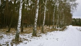 Zimową porą las tętni życiem... - zdjęcie 29