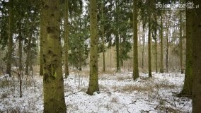 Zimową porą las tętni życiem... - zdjęcie 28