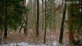 Zimową porą las tętni życiem... - zdjęcie 27