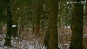 Zimową porą las tętni życiem... - zdjęcie 26
