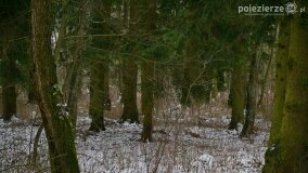 Zimową porą las tętni życiem... - zdjęcie 25