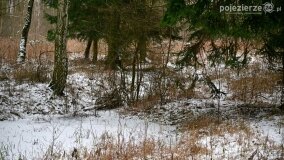 Zimową porą las tętni życiem... - zdjęcie 24