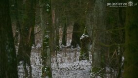 Zimową porą las tętni życiem... - zdjęcie 23