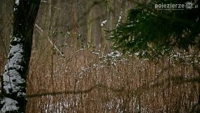 Zimową porą las tętni życiem... - zdjęcie 22