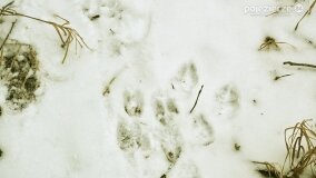 Zimową porą las tętni życiem... - zdjęcie 21