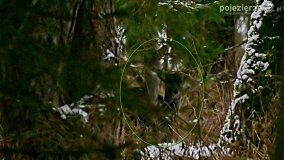 Zimową porą las tętni życiem... - zdjęcie 20