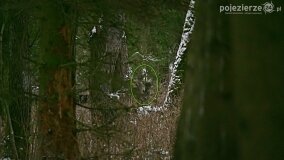 Zimową porą las tętni życiem... - zdjęcie 19