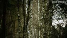 Zimową porą las tętni życiem... - zdjęcie 18