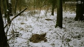 Zimową porą las tętni życiem... - zdjęcie 17