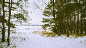 Zimową porą las tętni życiem... - zdjęcie 16