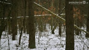 Zimową porą las tętni życiem... - zdjęcie 15