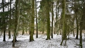 Zimową porą las tętni życiem... - zdjęcie 14