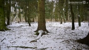 Zimową porą las tętni życiem... - zdjęcie 13
