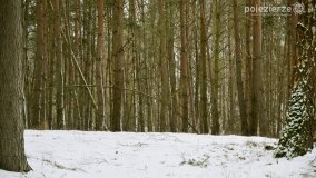 Zimową porą las tętni życiem... - zdjęcie 12
