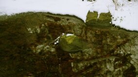 Zimową porą las tętni życiem... - zdjęcie 11