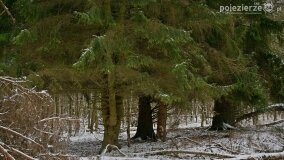 Zimową porą las tętni życiem... - zdjęcie 10