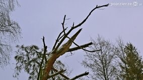 Zimową porą las tętni życiem... - zdjęcie 9