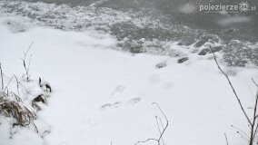 Zimową porą las tętni życiem... - zdjęcie 8