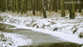 Zimową porą las tętni życiem... - zdjęcie 7
