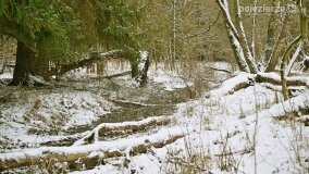 Zimową porą las tętni życiem... - zdjęcie 6