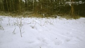 Zimową porą las tętni życiem... - zdjęcie 5