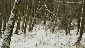 Zimową porą las tętni życiem... - zdjęcie 4