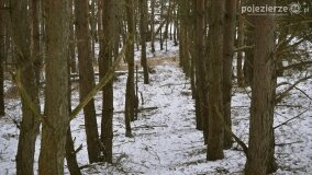 Zimową porą las tętni życiem... - zdjęcie 3