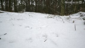 Zimową porą las tętni życiem... - zdjęcie 2