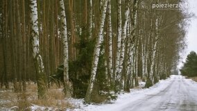 Zimową porą las tętni życiem... - zdjęcie 1