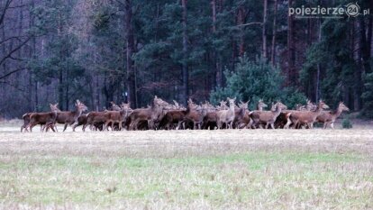 Bliskie spotkania w Jabłkowie i Jaroszewie Pierwszym