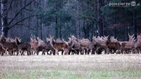 Bliskie spotkania w Jabłkowie i Jaroszewie Pierwszym - zdjęcie 19