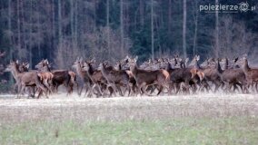 Bliskie spotkania w Jabłkowie i Jaroszewie Pierwszym - zdjęcie 17